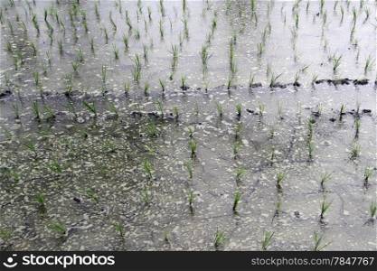 Foam on the water with rows of rice plants