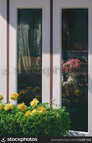 Focus at white wooden windows with blurred reflection of inside living room on tinted glass surface behind green bush plant in front of vintage home