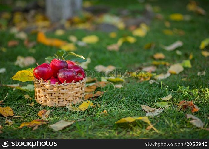 Focus of tasty and juicy harvest of fruits in garden. Full basket of red apple among green grass. Concept of food and autumn.. Focus of tasty and juicy harvest of fruits in garden. Full basket of red apple among green grass.
