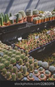 Focus on foreground at group of Rainbow hedgehog cactus with many various cactus on shelves display for sale in plant shop at outdoor market