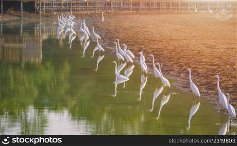 Focus on foreground at row of many great egret bird are foraging on natural shallow water in rural scene background at morning time