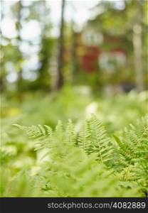 Focus on foreground fern, on the background red house in the woods - copy space