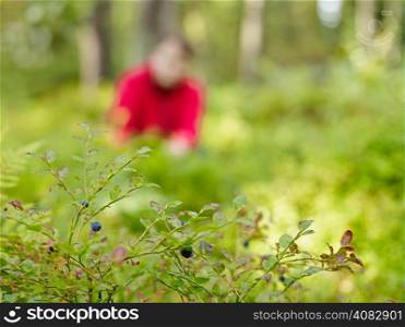 Focus on foreground undergrowth, on the background woman pick up blueberries - copy space
