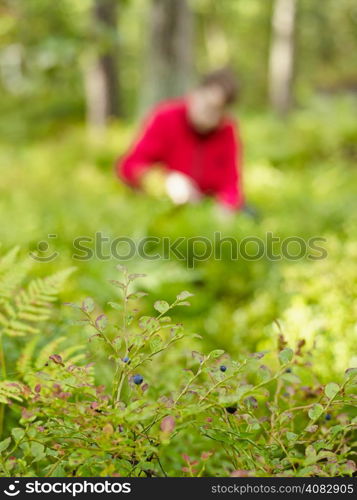 Focus on foreground undergrowth, on the background woman pick up blueberries - copy space