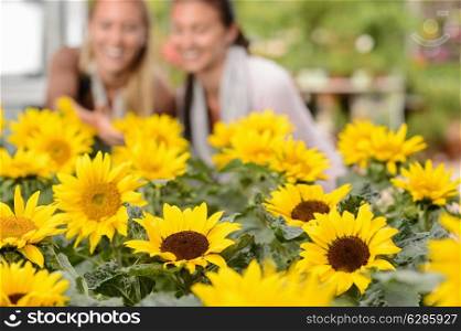 Focus on sunflower flowerbeds two woman smiling in background