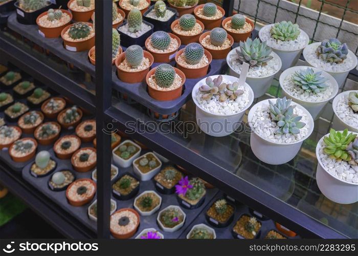 Focus on top of shelf, Many various small Kalanchoe succulent and cactus plants on shelf display for sale in plant shop at outdoor market