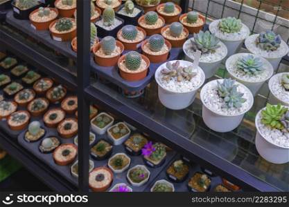 Focus on top of shelf, Many various small Kalanchoe succulent and cactus plants on shelf display for sale in plant shop at outdoor market