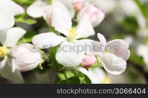 focus on white apple blossom and green leaves, close-up