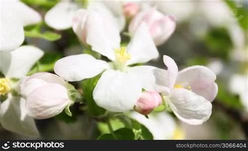 focus on white apple blossom and green leaves, close-up