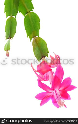 Focus stacked image of a zygocactus (Schlumbergera truncata Hybrids) flattened-bell dark pink flower, a succulent epiphytes plant from the jungles of the humid southeast Brazil