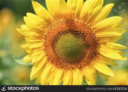 Focused center of a large and bright blooming sunflower close up on a blurred background of yellow petals and green field. Blooming sunflower close-up in the field on a blurred background of green leaves.