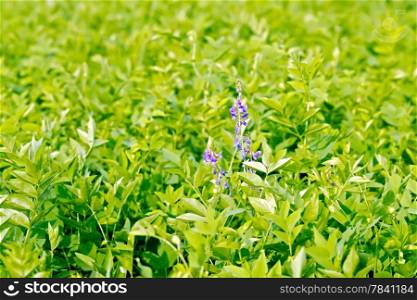 Fodder crop with green leaves and violet flowers