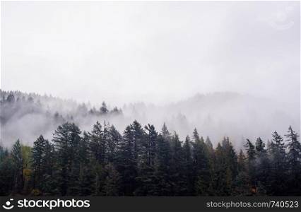 Fog and clouds covering forest in British Columbia, Canada.