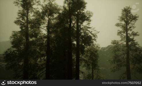 Fog and pine trees on rugged mountainside and coming storm