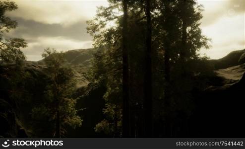 Fog and pine trees on rugged mountainside and coming storm