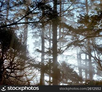 Fog and sunbeam shining through remote forest