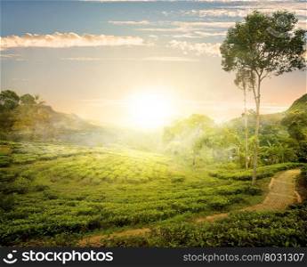 Fog and tea field in Nuwara Eliya, Sri Lanka