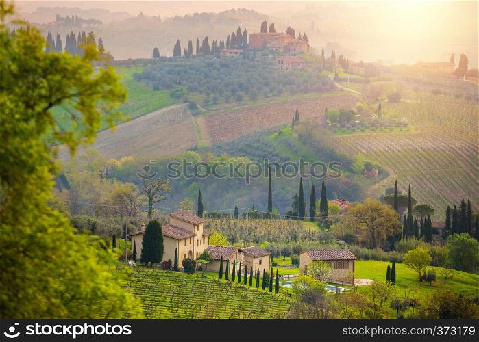 fog and typical Tuscan landscape - a view of a hill, cypress alley and a valley with vineyards, province of Siena. Tuscany, Italy