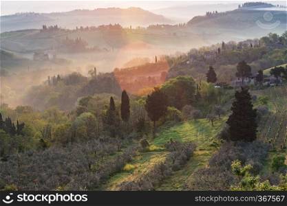 fog and typical Tuscan landscape - a view of a villa on a hill, a cypress alley and a valley with vineyards, province of Siena. Tuscany, Italy 