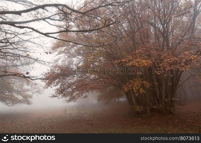 Fog and wind in the beech forest on Mount San Vicino in an autumn morning, Italy