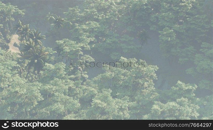 Fog covered jungle rainforest landscape