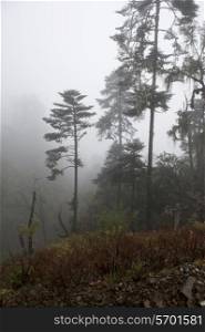 Fog covered trees in a forest, Pele La Pass, Bhutan