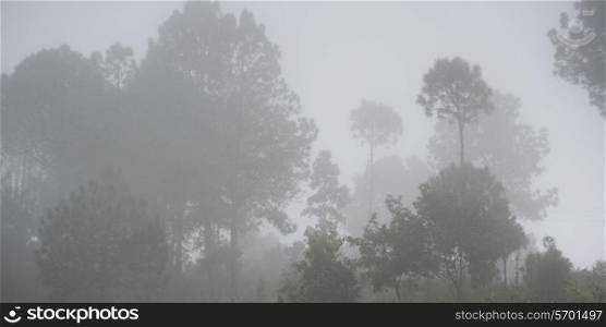 Fog covered trees in a forest, Punakha Valley, Punakha District, Bhutan