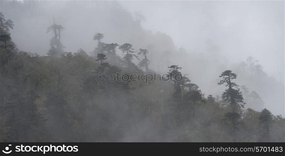 Fog covered trees in a forest, Trongsa District, Bhutan
