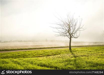 fog in autumn over fields with bald tree