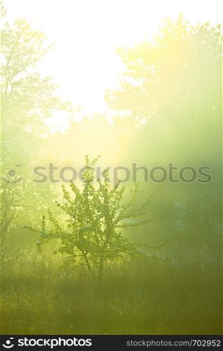 fog in spring forest