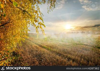 Fog in the autumn field at the sunrise