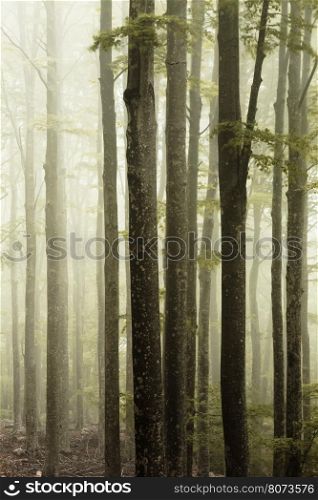Fog in the forest in a warm light. Fog in the forest
