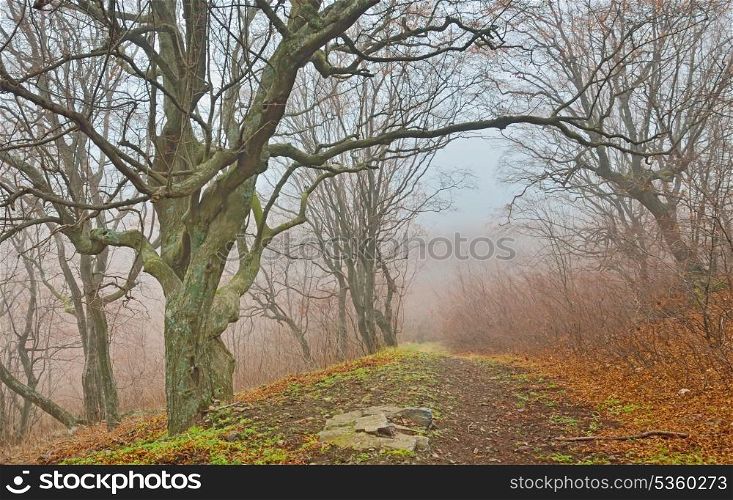 fog in the forest in morning time