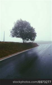 fog in the road