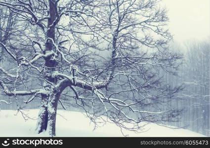 Fog in the winter forest