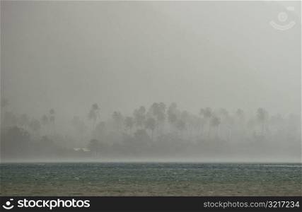 Fog obscuring trees on a beach, Moorea, Tahiti, French Polynesia, South Pacific