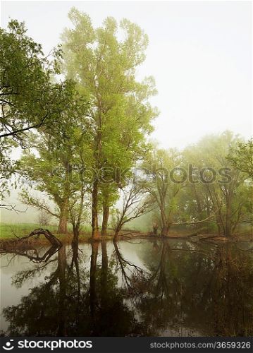 fog on summer river