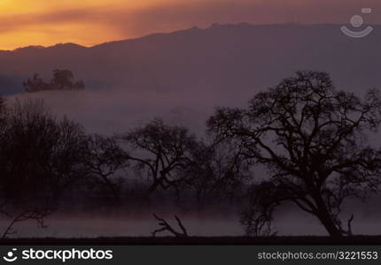 Fog on the Hillside