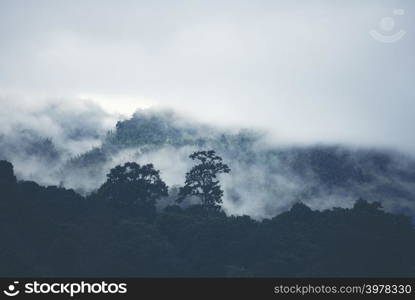 Fog on the mountain in the tropical forest of Thailand.