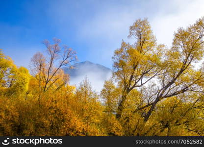 Fog on yellow tree forest in New Zealand mountains. Yellow forest in New Zealand mountains