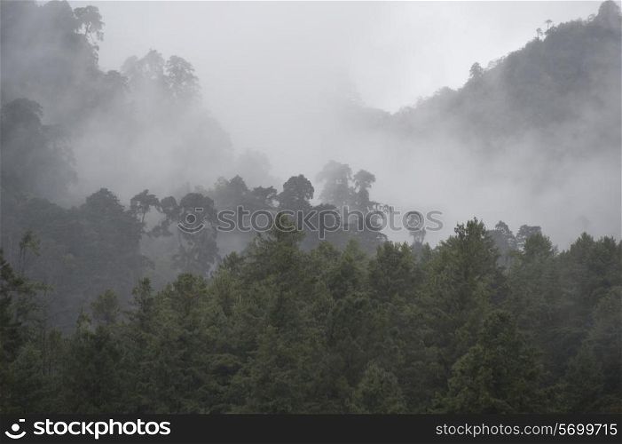 Fog over a forest, Bhutan
