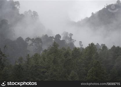 Fog over a forest, Bhutan