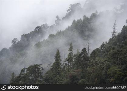 Fog over a forest, Trongsa District, Bhutan