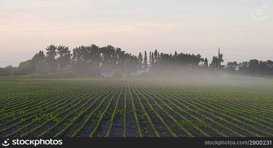 Fog over a prairie field, Manitoba, Canada