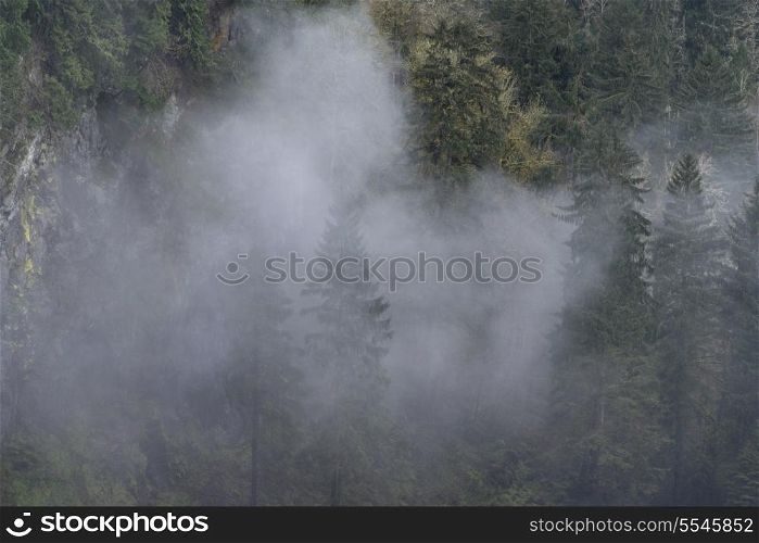 Fog over forest, Snoqualmie Falls, Snoqualmie, Washington State, USA