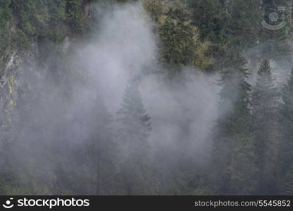Fog over forest, Snoqualmie Falls, Snoqualmie, Washington State, USA