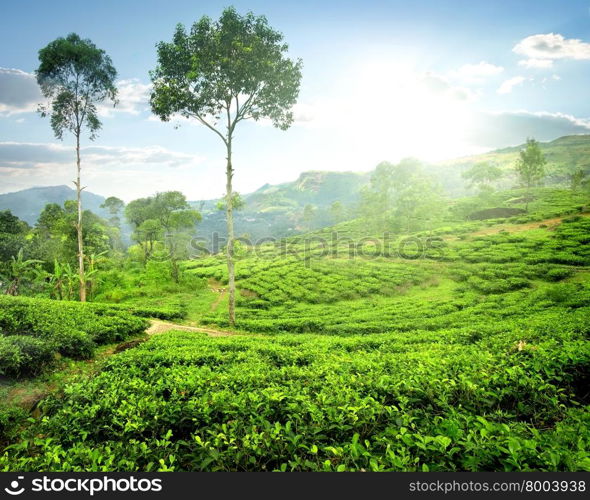 Fog over green tea plantations in the morning