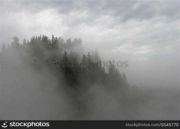 Fog over trees in a forest, Fall City, Snoqualmie, Washington State, USA