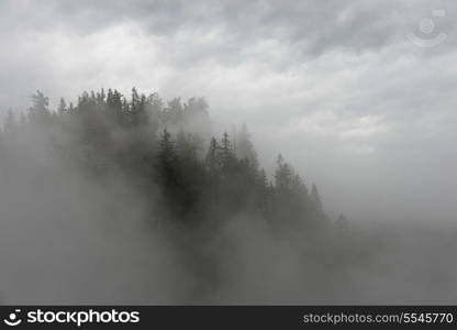 Fog over trees in a forest, Fall City, Snoqualmie, Washington State, USA