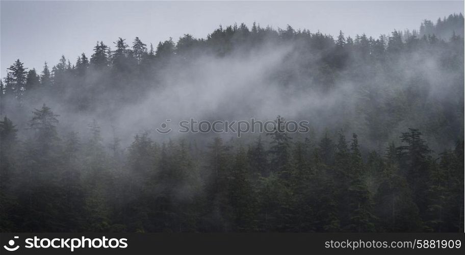 Fog over trees on an island, Skeena-Queen Charlotte Regional District, Haida Gwaii, Graham Island, British Columbia, Canada